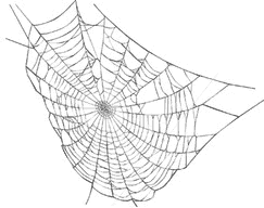 spider web